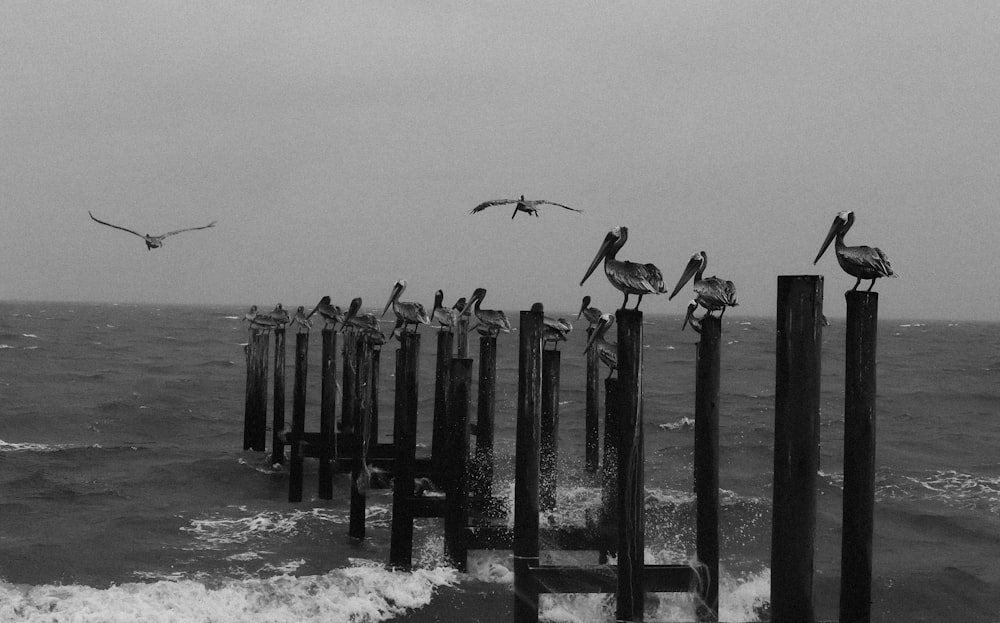 birds on wooden post on sea shore