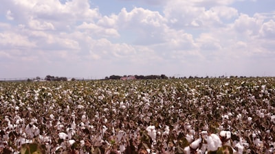 Vast cotton fields under a clear sky ready for harvest.