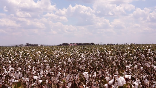A vast cotton field stretches towards the horizon under a partly cloudy sky. The cotton plants are abundant, with white cotton bolls prominently visible among green leaves. In the distance, a few structures and a line of trees punctuate the landscape, while the sky features a soft, pastel blue backdrop with fluffy, white clouds.