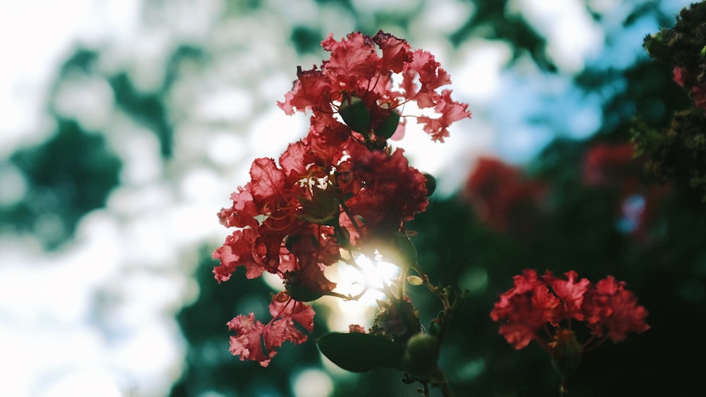 rote und weiße Blumen tagsüber