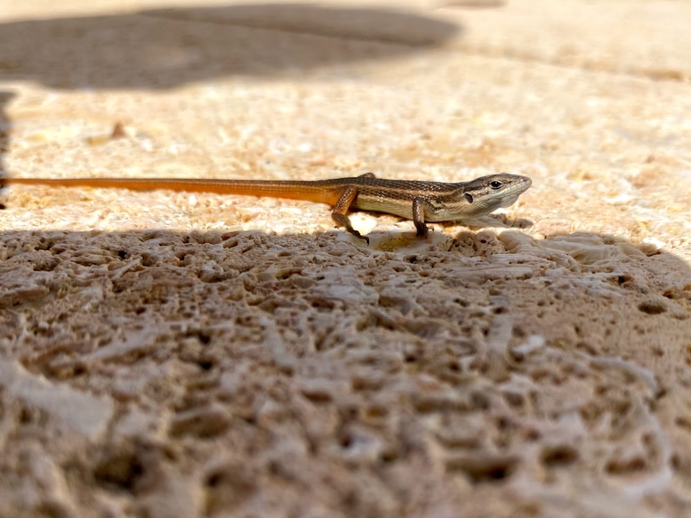 brown lizard on brown sand during daytime