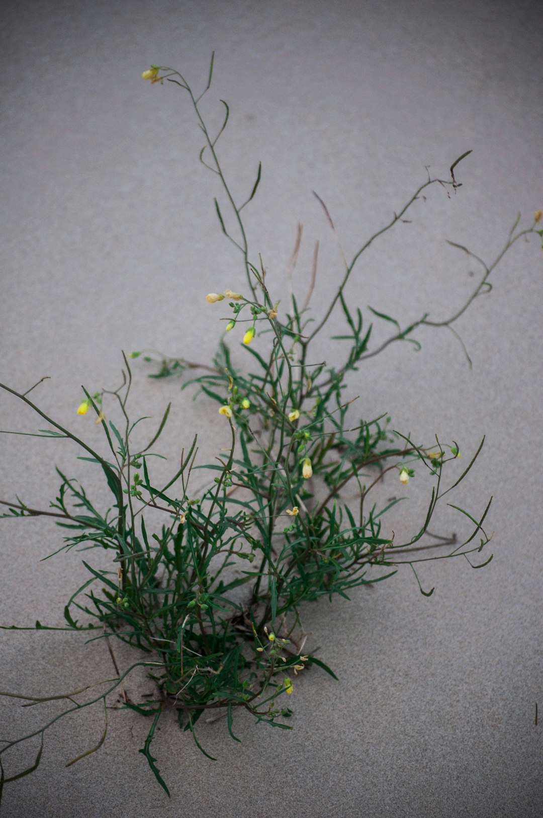 yellow flower with green leaves