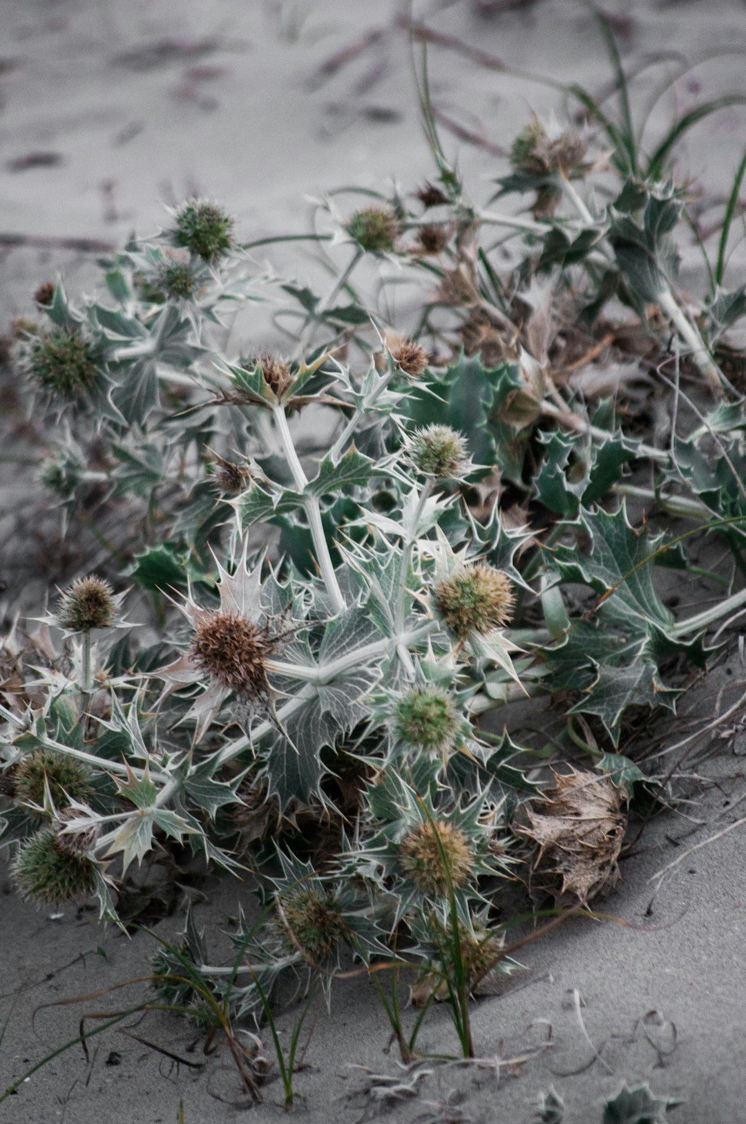 green and pink plant on brown soil