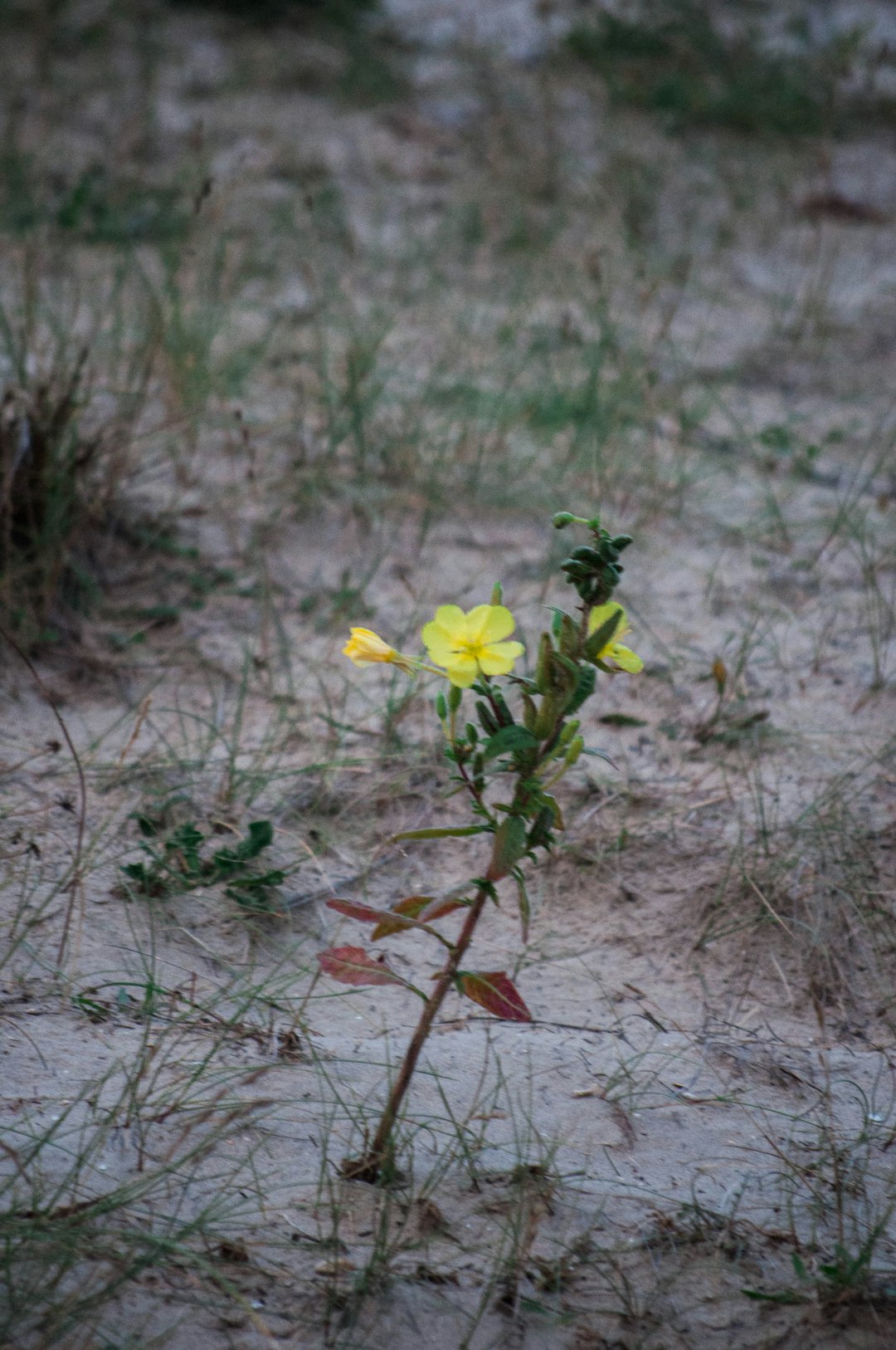 yellow flower on brown soil