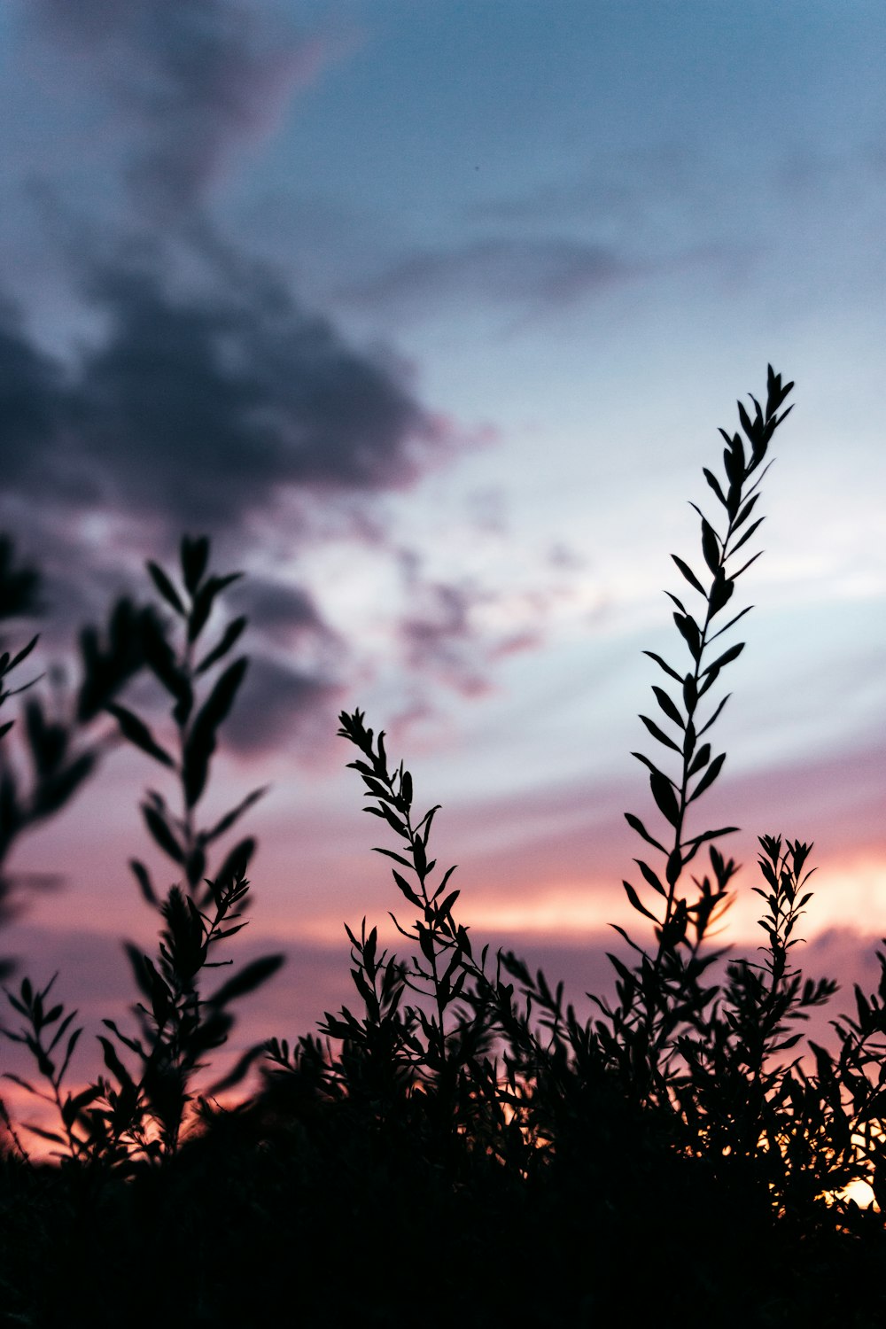 silhouette of wheat field under cloudy sky during sunset