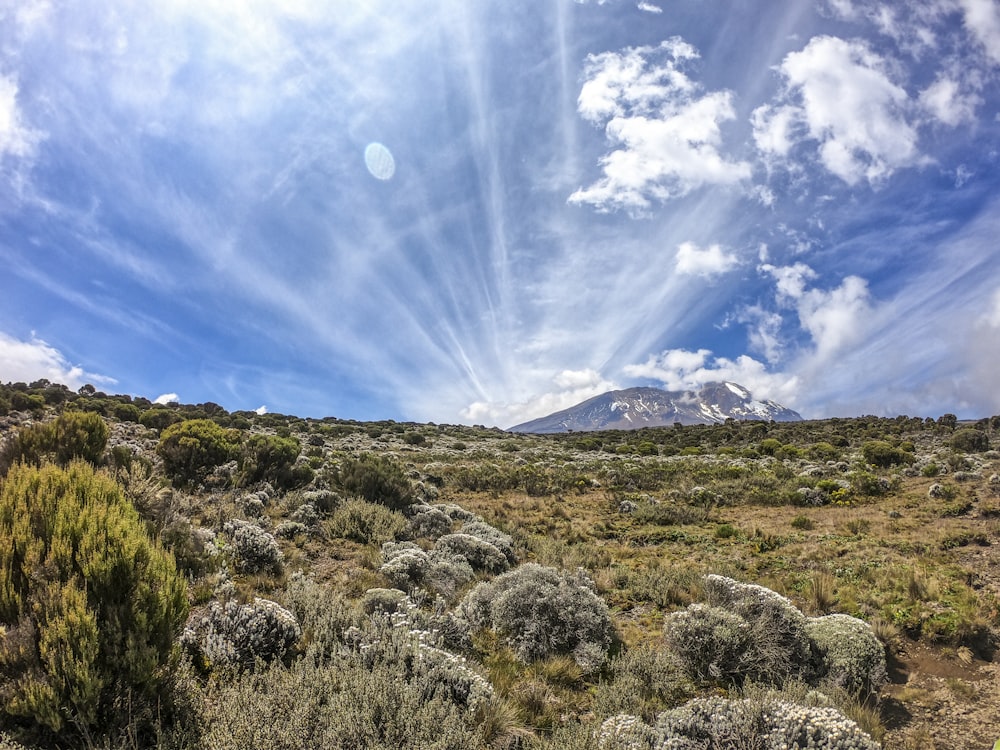 Campo de hierba verde bajo el cielo azul durante el día