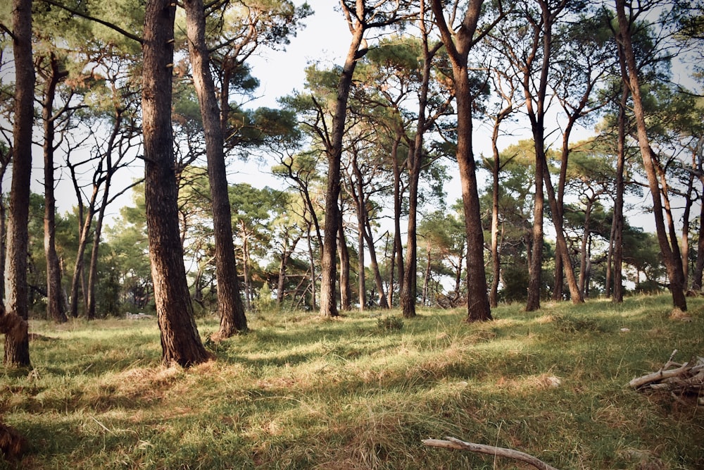 green grass field with trees during daytime