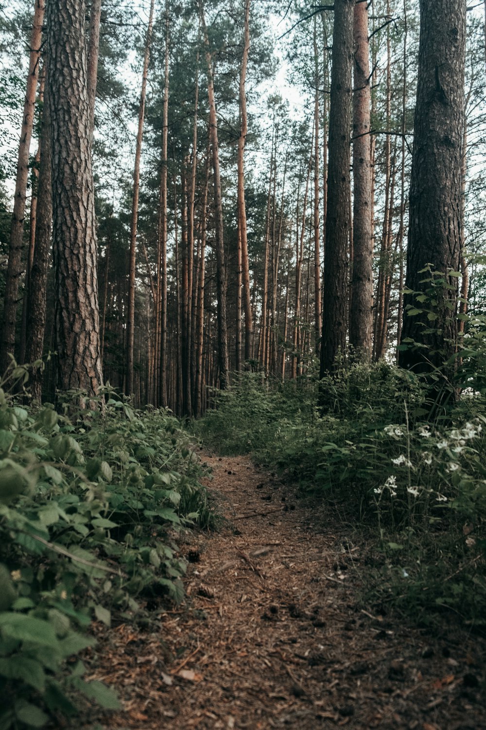 green plants and trees during daytime