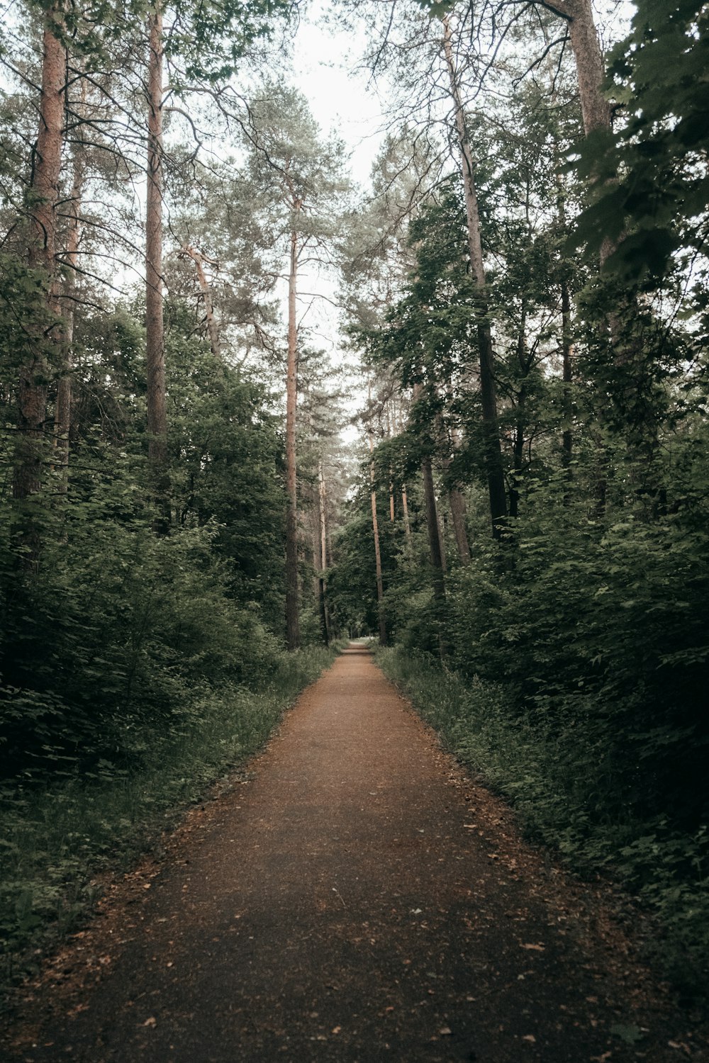 brown dirt road between green trees during daytime