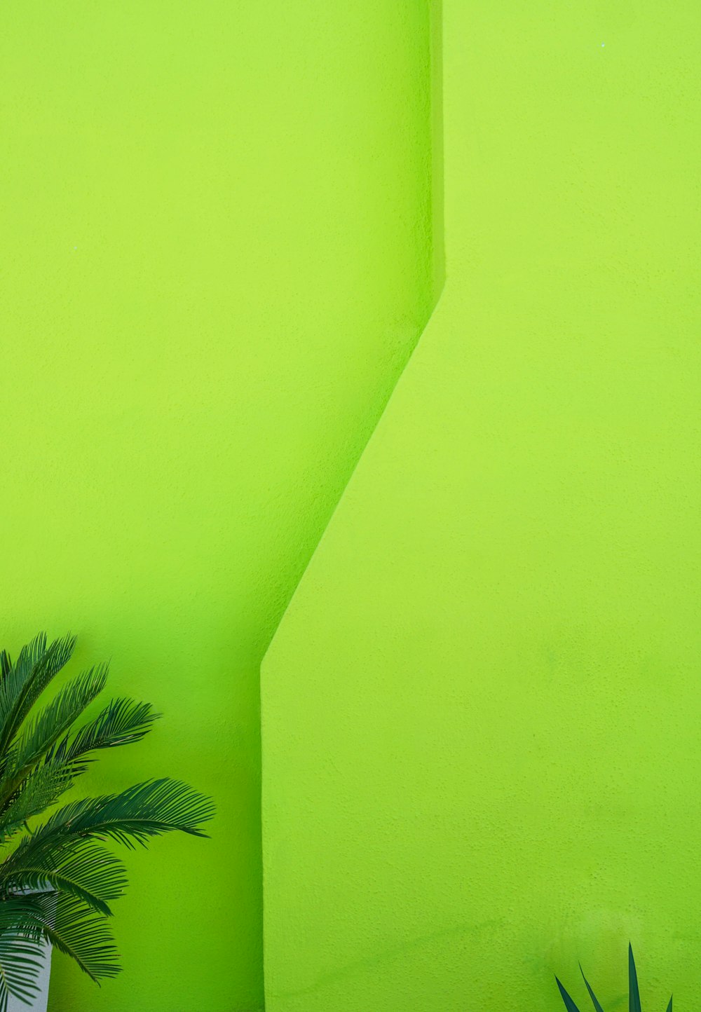 green palm tree beside green wall