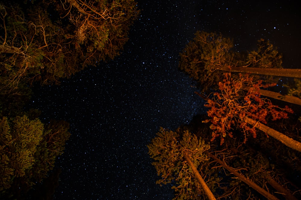 arbres bruns et verts pendant la nuit