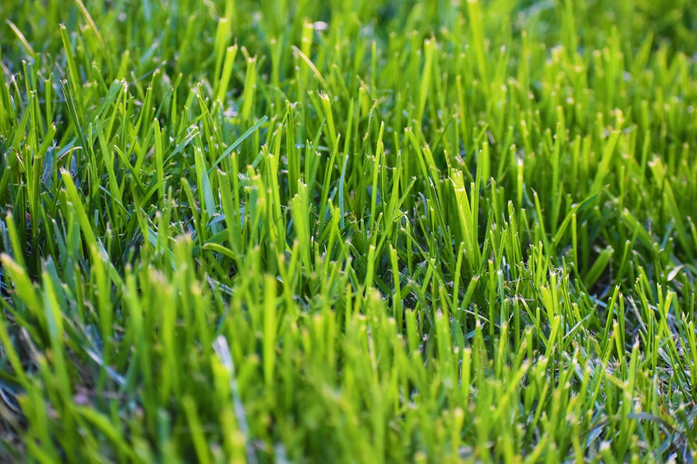 green grass field during daytime