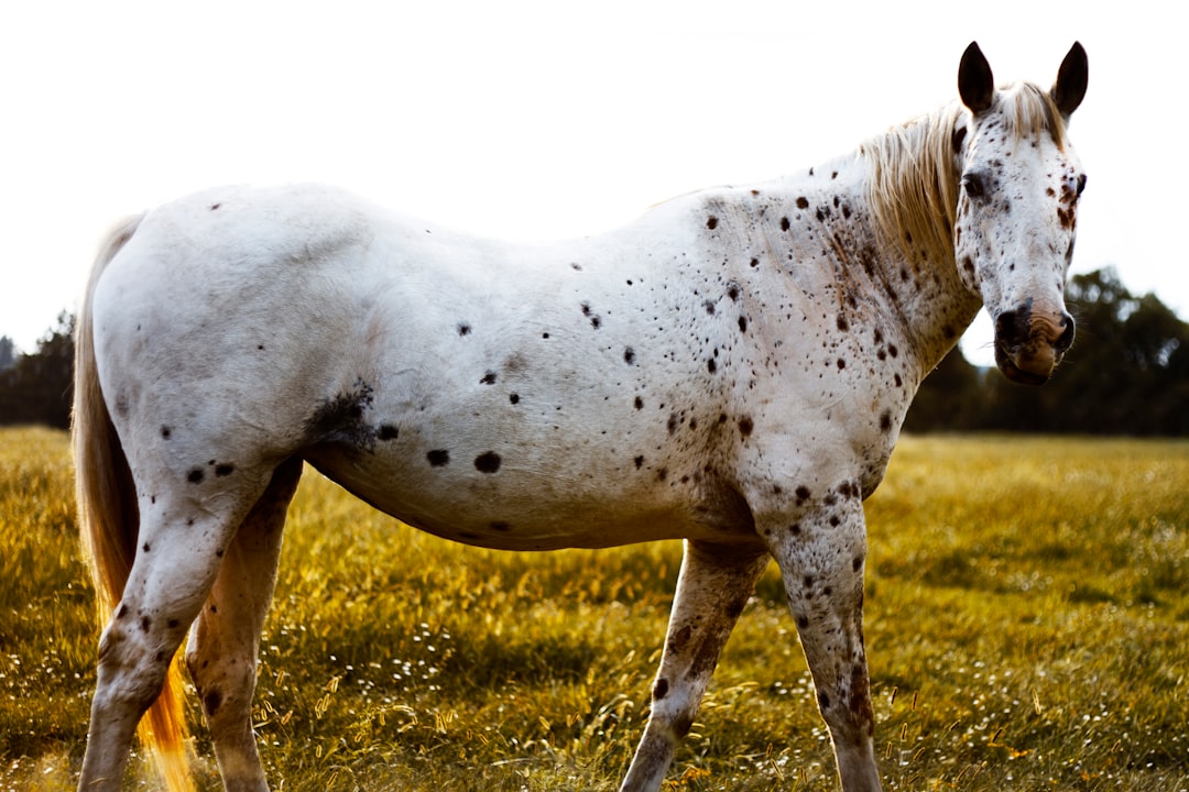 white horse on green grass field during daytime