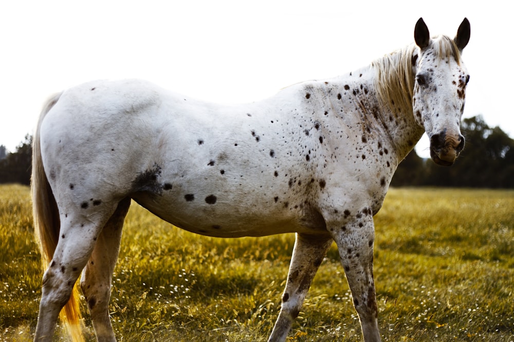 cheval blanc sur le champ d’herbe verte pendant la journée