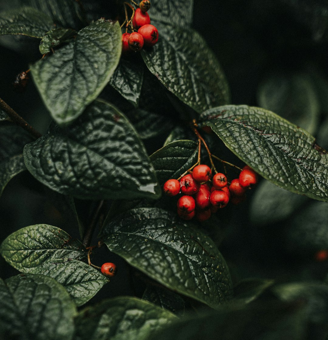 red round fruits on green leaves