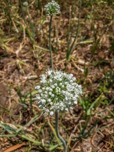 A close-up of an onion plant's flowering head with small white flowers in a round cluster. The background consists of a mixture of blurred green stems and brown soil.