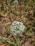 A close-up of an onion plant's flowering head with small white flowers in a round cluster. The background consists of a mixture of blurred green stems and brown soil.