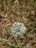A close-up of an onion plant's flowering head with small white flowers in a round cluster. The background consists of a mixture of blurred green stems and brown soil.