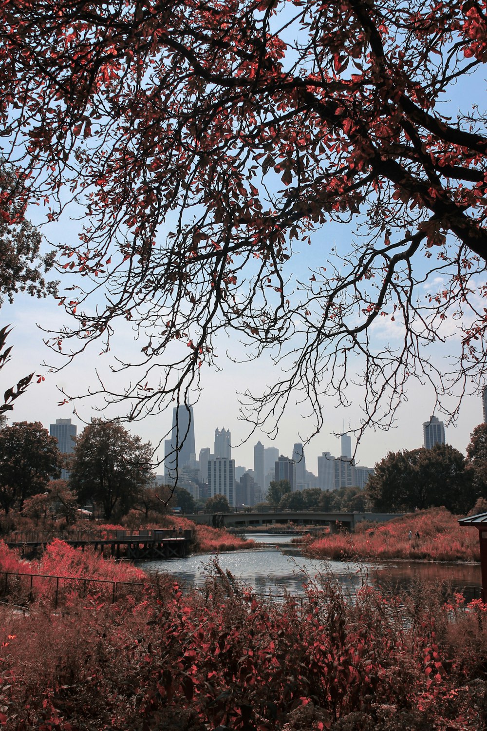 Alberi a foglia rossa vicino allo specchio d'acqua durante il giorno