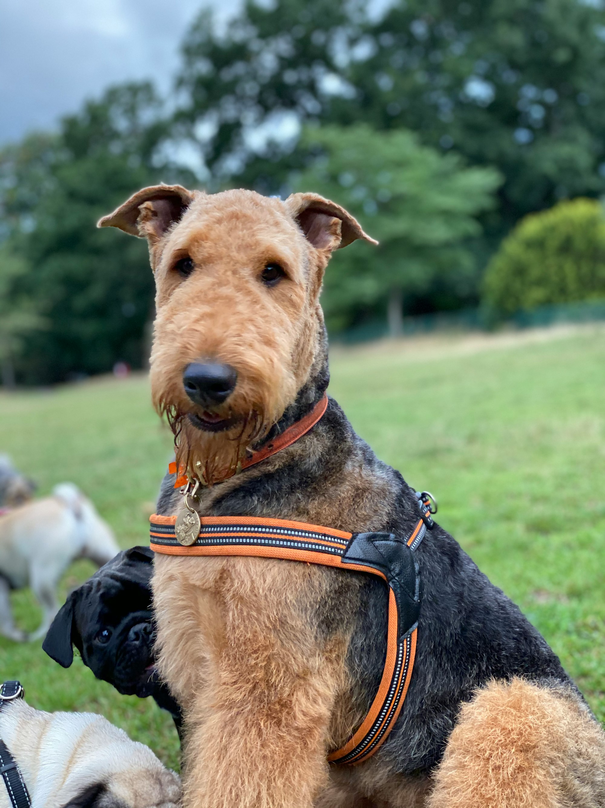 black and tan short coat medium Airedale Terrier dog lying on green grass field during daytime