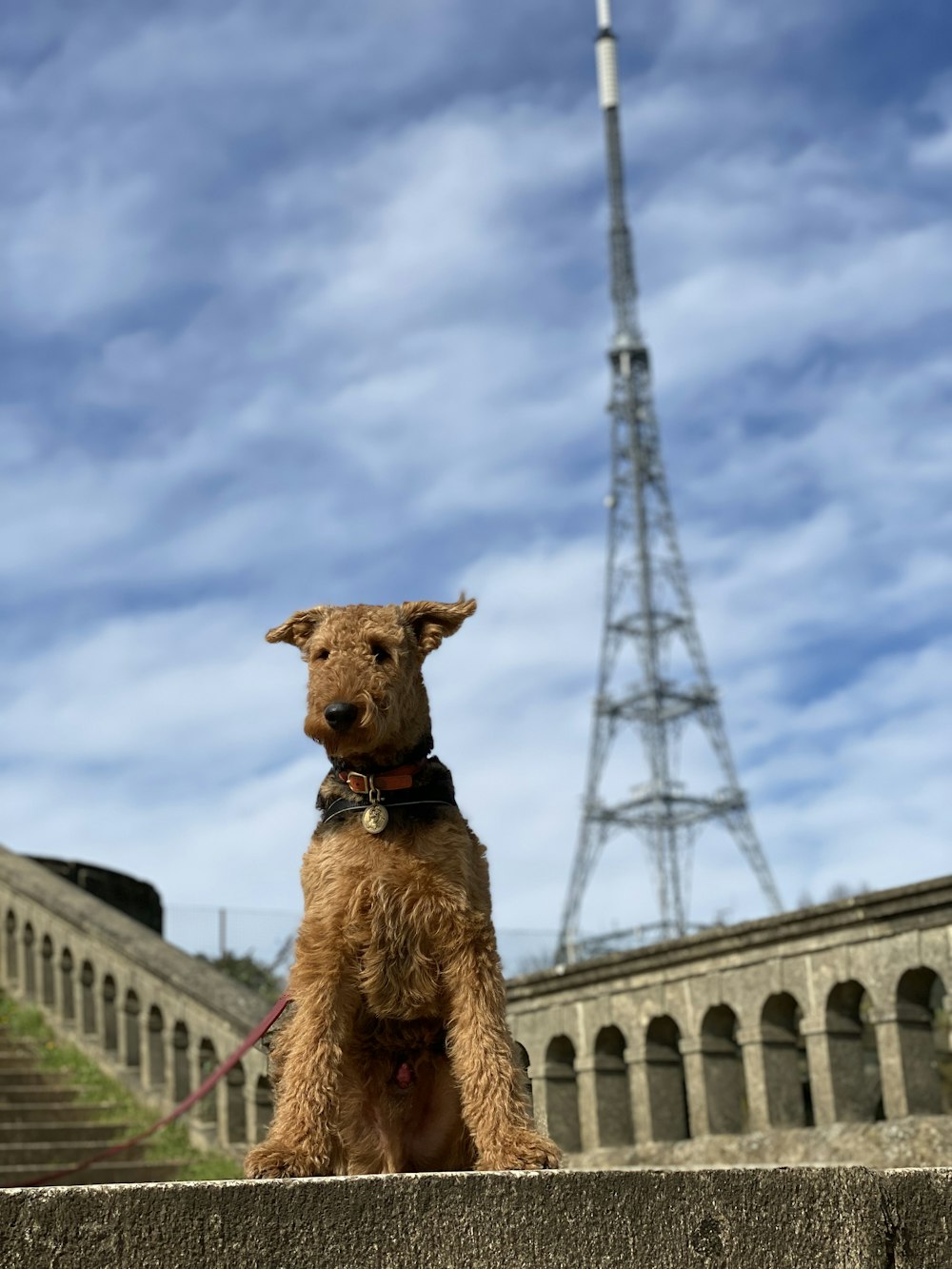 brown and black short coated dog on bridge under cloudy sky during daytime