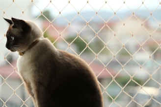 A close-up of a sturdy pet safety net installed on a Chennai balcony with a curious cat peeking through.