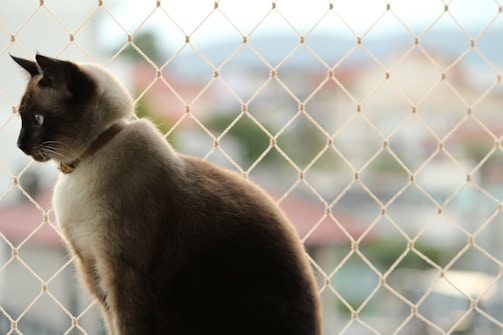 A close-up of a sturdy pet safety net installed on a Chennai balcony with a curious cat peeking through.
