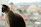 Close-up of a happy cat perched safely behind a balcony net.