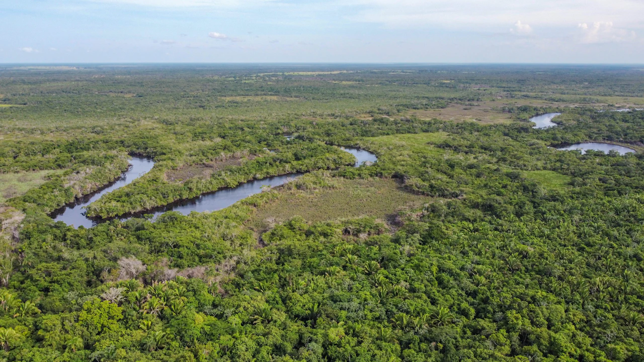 An aerial view of a dark river winding through flat, green forest and wetland that runs to the horizon.