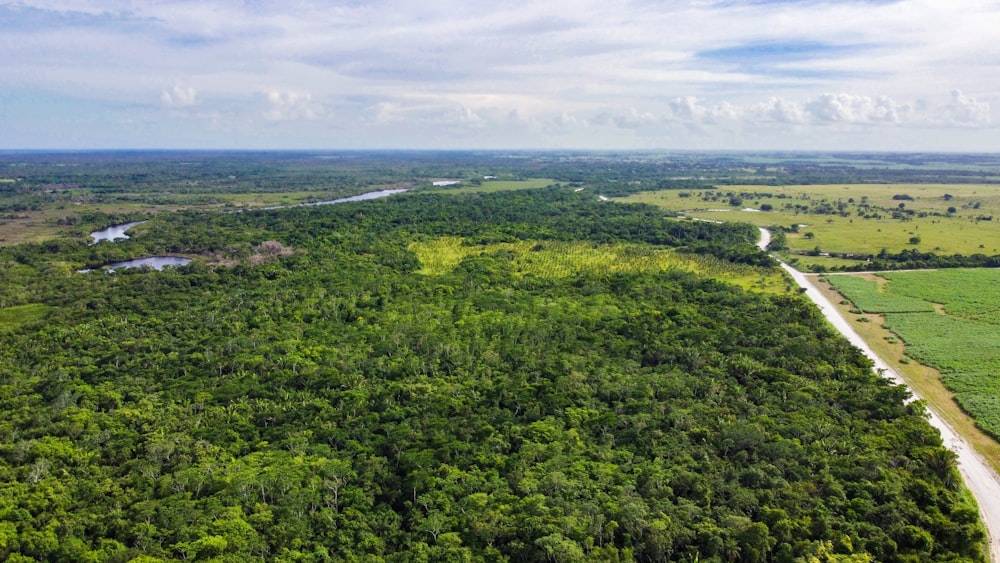 green trees under white clouds during daytime