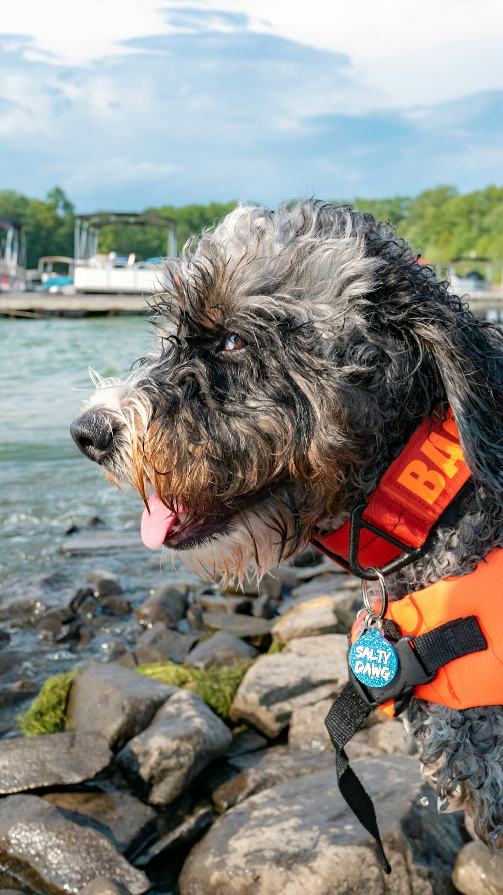 black and white long coat small dog with red collar on water during daytime