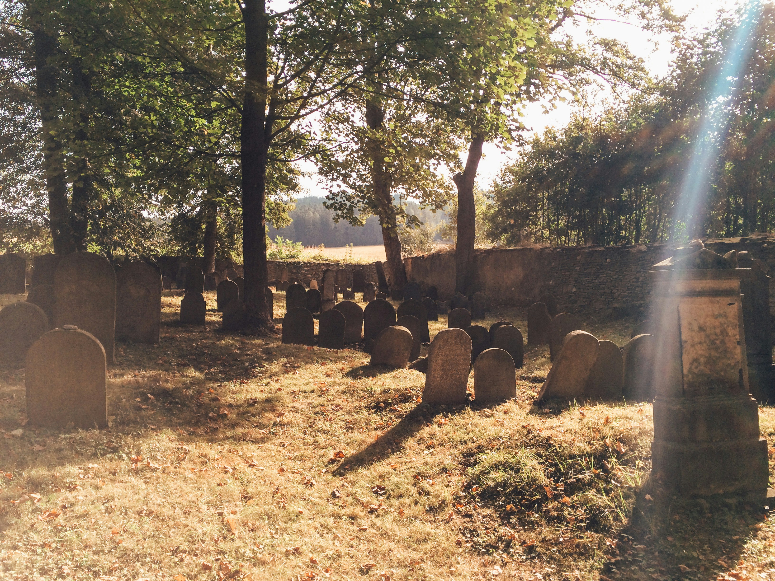 braune und grüne Bäume tagsüber