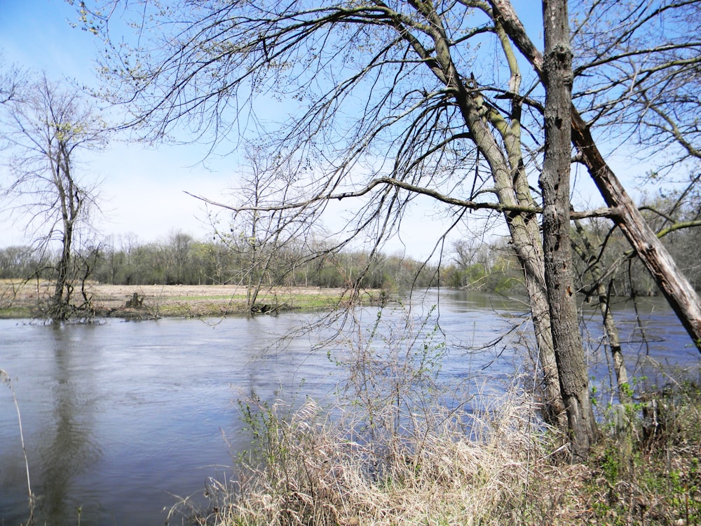 leafless trees beside river during daytime