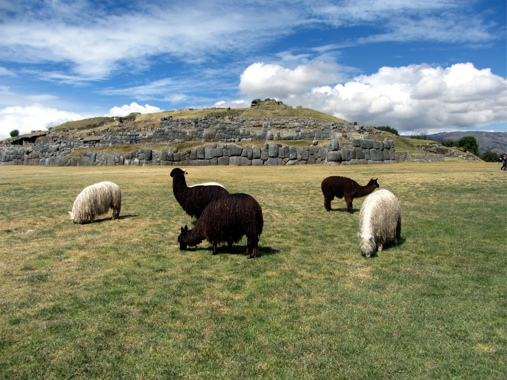 Grupo de ovejas en un campo de hierba verde bajo el cielo azul y las nubes blancas durante el día