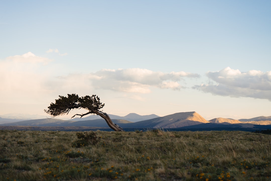 brown tree on green grass field near brown mountain during daytime