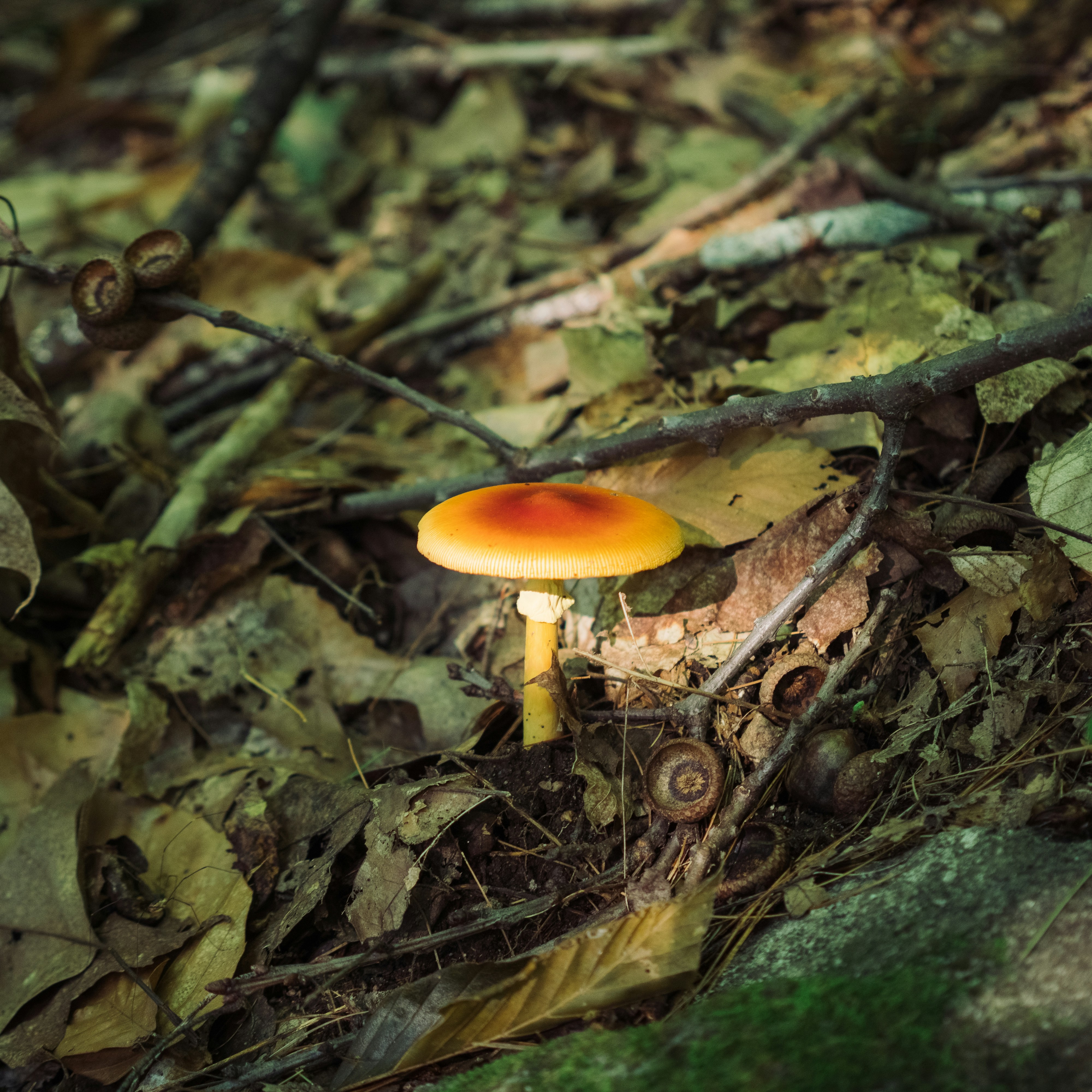 茶色の乾燥葉に茶色のキノコの写真 Unsplashで見つけるキノコの無料写真