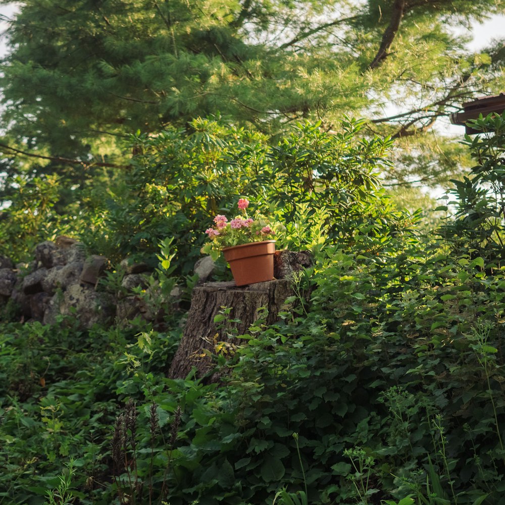 green plants and trees during daytime