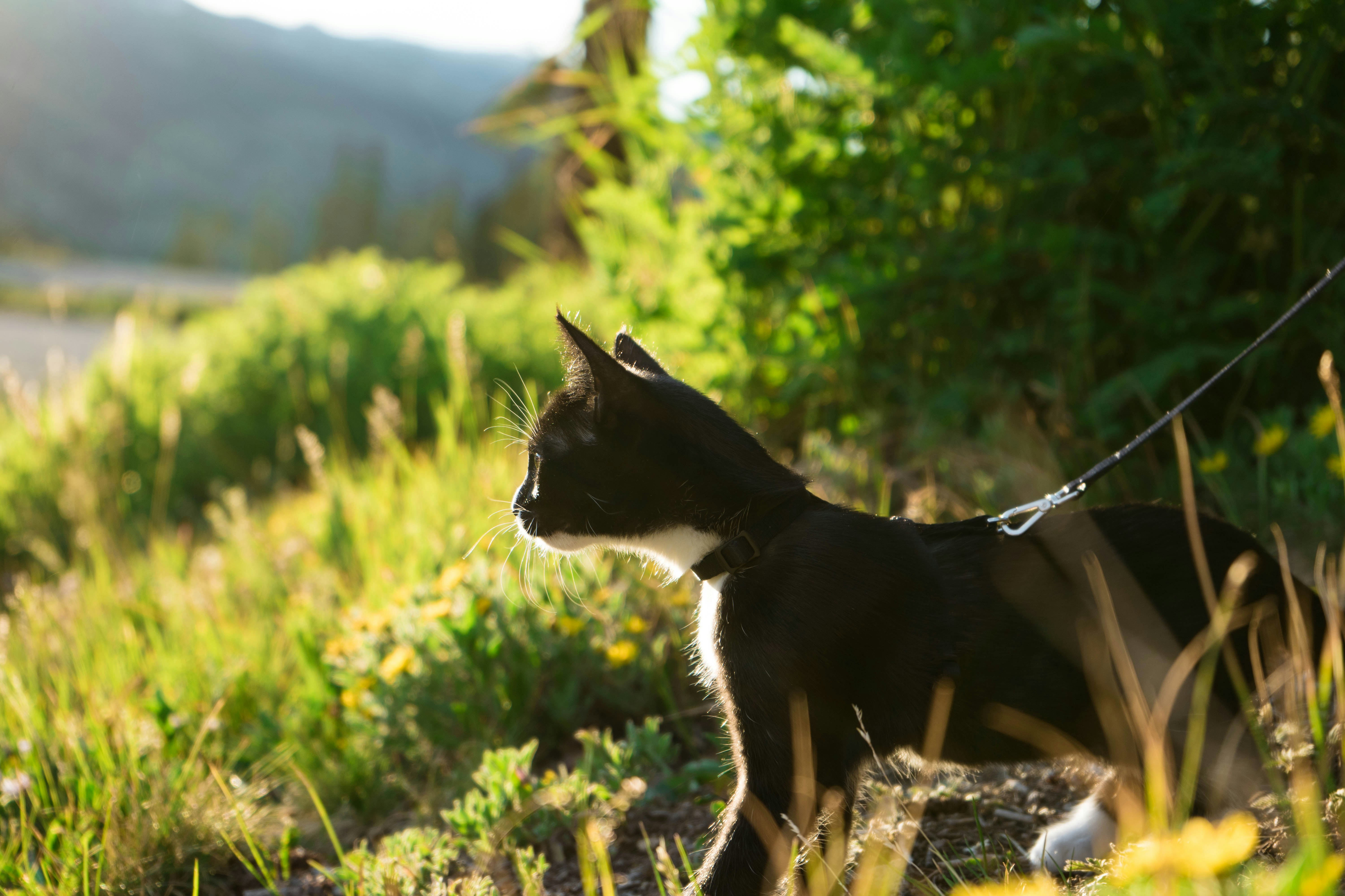 black and white cat on green grass during daytime