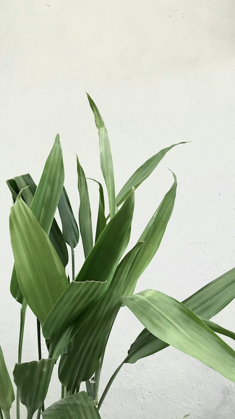 green plant on white background