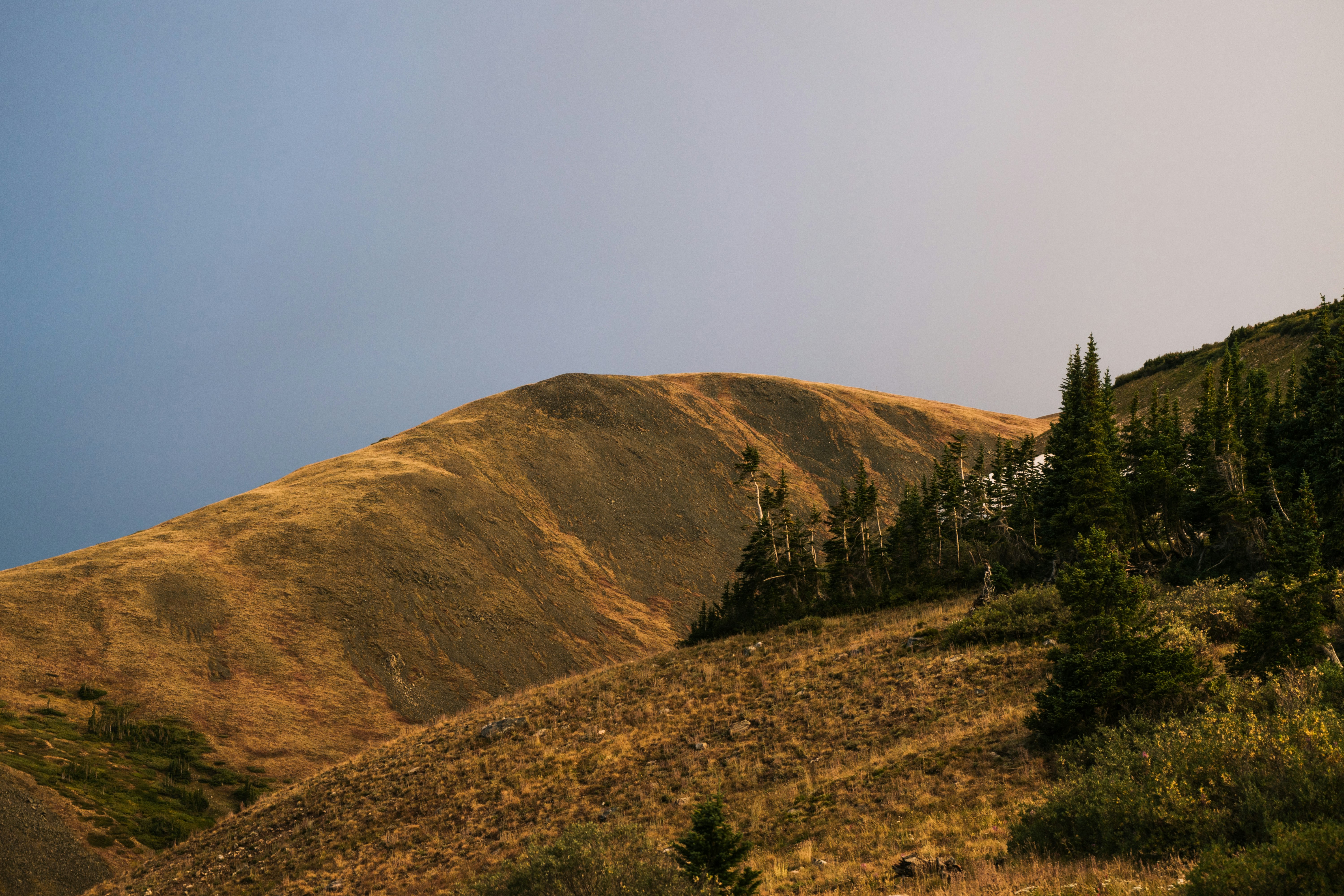 green trees on brown grass field near brown mountain under white sky during daytime