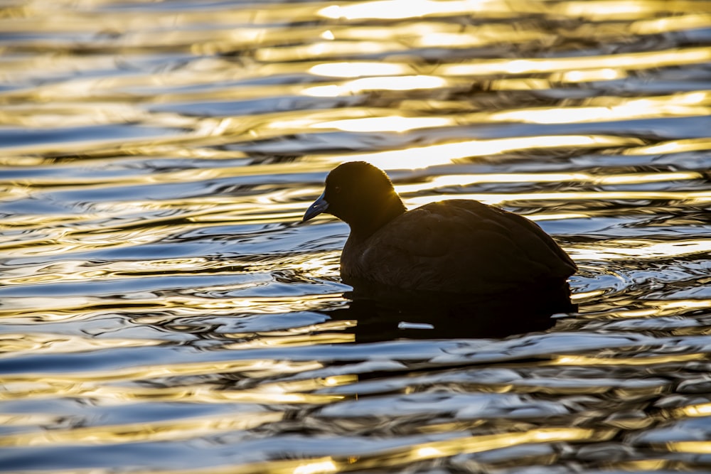 black duck on water during daytime