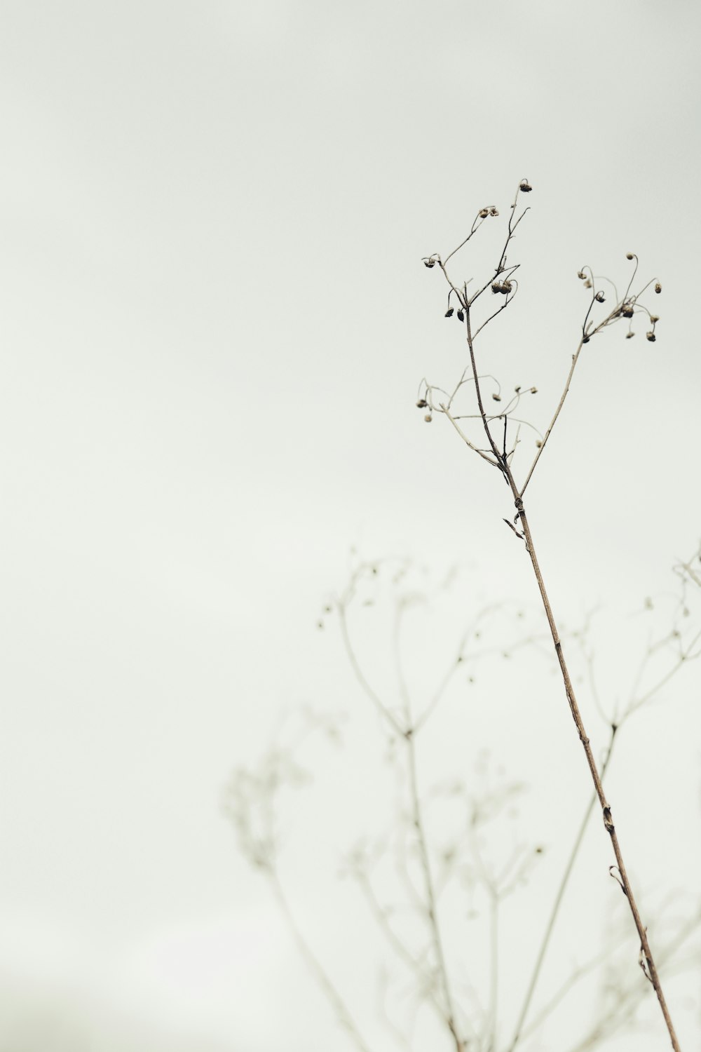 brown leafless tree during daytime