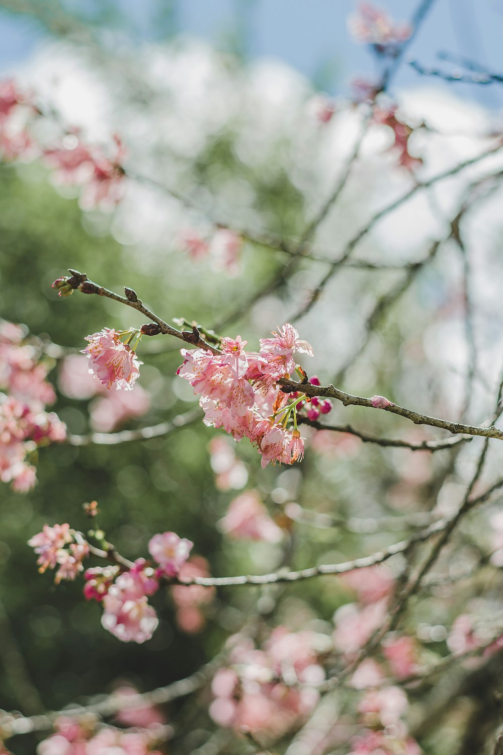 Cerezo rosa en flor en fotografía de primer plano