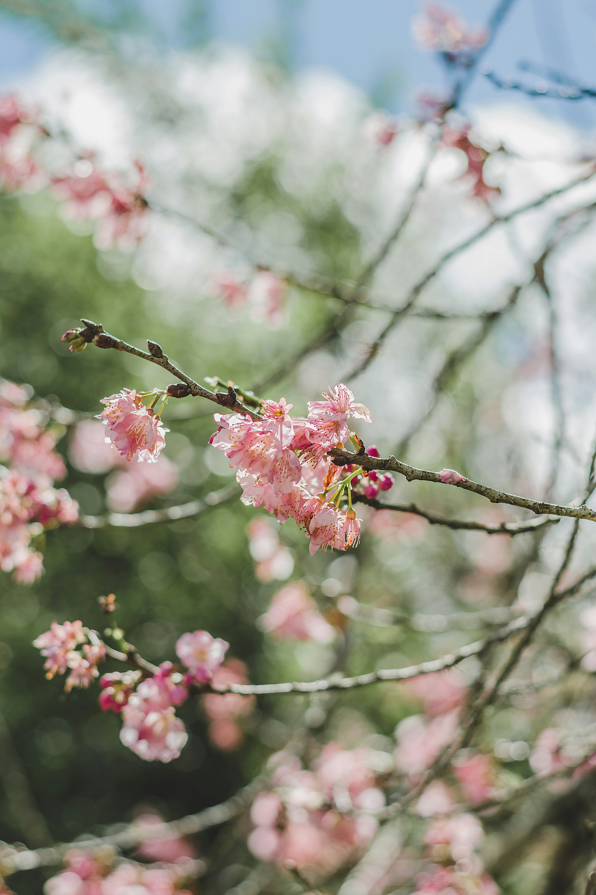 pink cherry blossom in close up photography