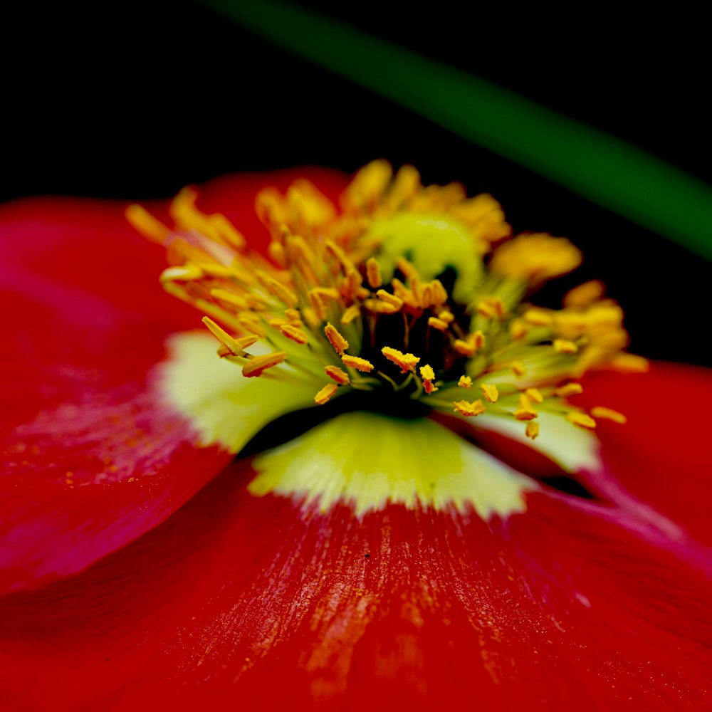 red and yellow flower in close up photography