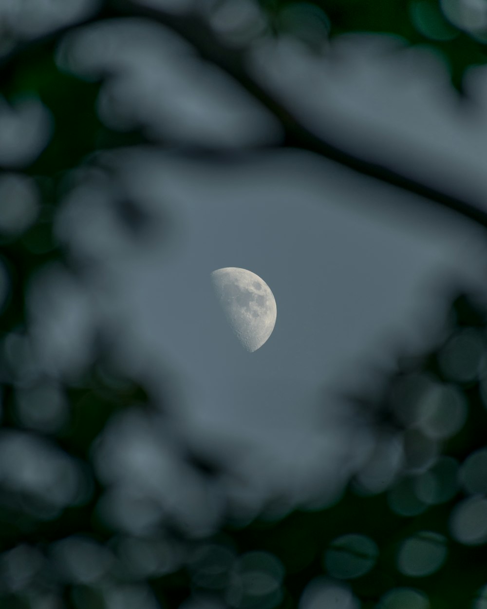 white moon on black tree branch