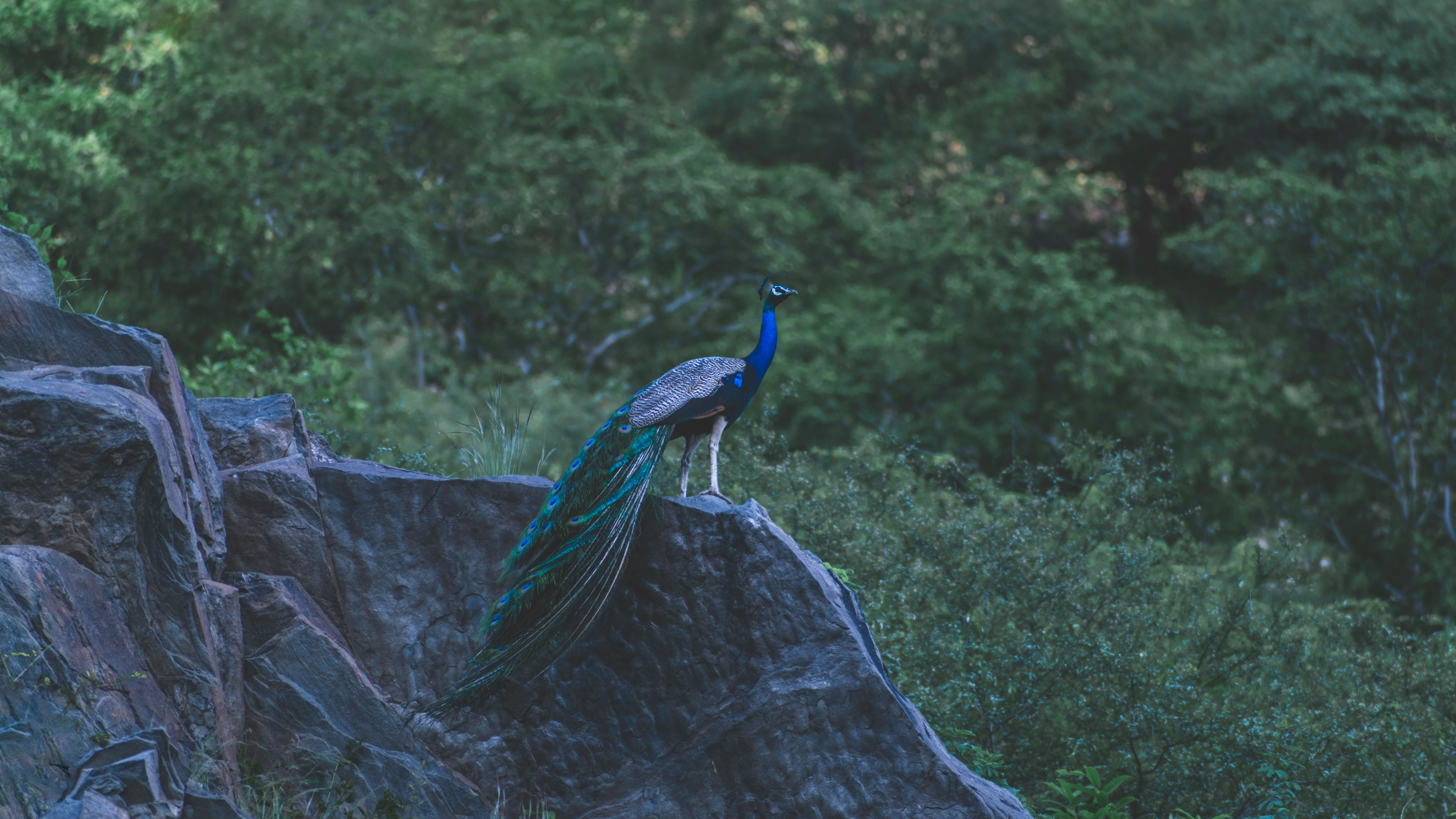 blue peacock on brown tree branch