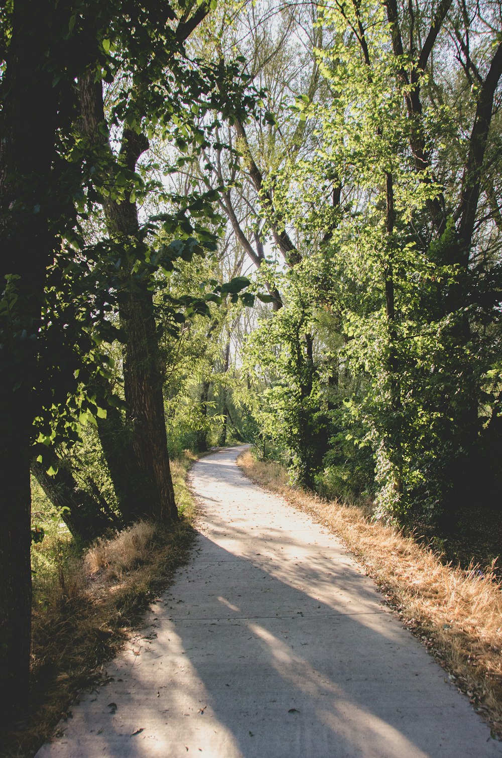 gray concrete road between green trees during daytime