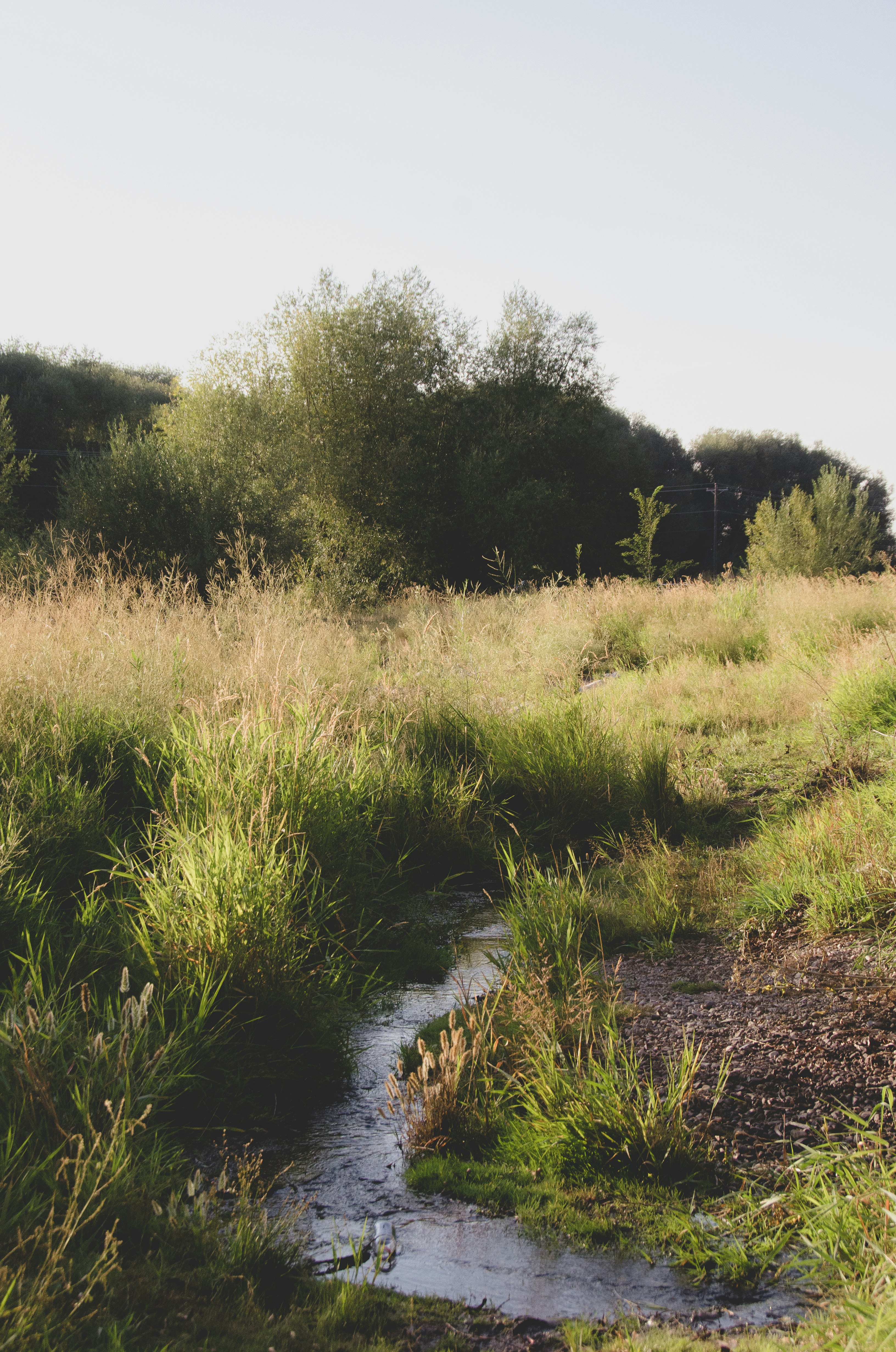 green grass field near river during daytime