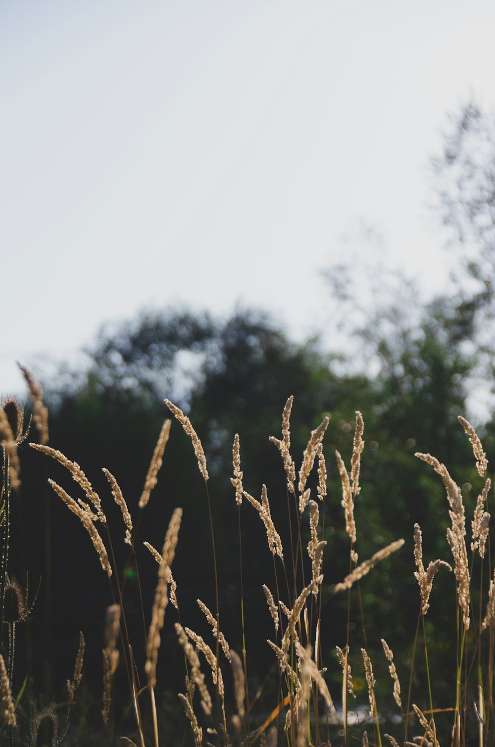 green wheat field during daytime